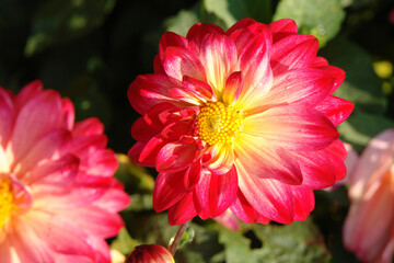 A close up of gorgeous pink dahlia of the 'Ekaterina' variety in the garden on a sunny morning