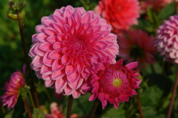 A deep rose pink dahlia flower and bud of the 'Sandra' variety (ball type) in dew in the garden on a sunny morning, close up, copy space for text