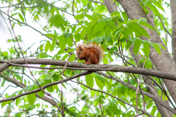 Red squirrel on a tree with a bump in its paws
