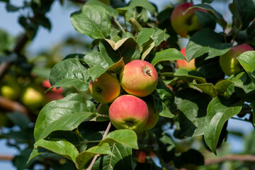 Red ripe apples on a branch on a sunny day. Selective focus