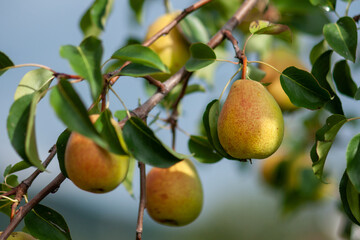 Ripe pears on a branch against a background of green foliage on a sunny day.
