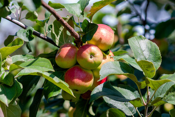 Red ripe apples on a branch on a sunny day. Selective focus