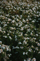 Vertical shot of a field of Begonia Wax White flowers - great for wallpapers