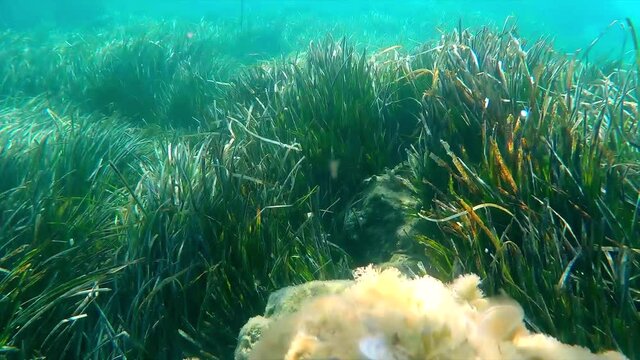 Seaweed swaying under water background shot