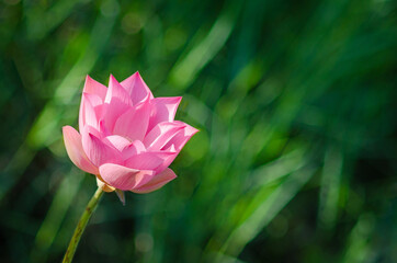 Beautiful pink lotus flower in natural with green background and space for text