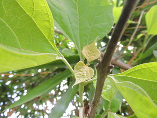 tree with budding leaves 
