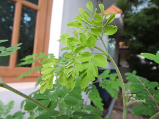 moringa leaves growing in a greenhouse