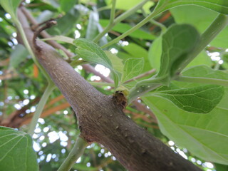 tree with budding leaves 