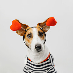 Lovely Jack russell dog wearing a heart shape diadem