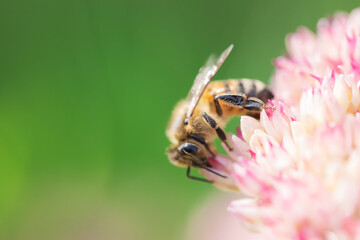 Honey bees collect pollen Spiraea flower. Macro shot.
