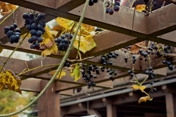 ripe, dark grapes hanging on the roof of the gazebo