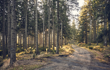 Dirt road in mountain forest at sunrise, Karkonosze National Park, Poland.