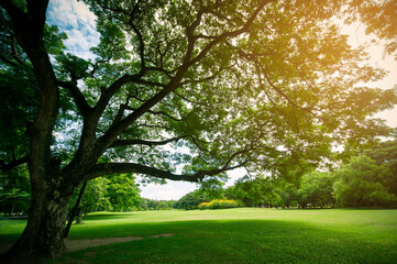 Fototapeta na wymiar Green nature park forest tree with sunlight