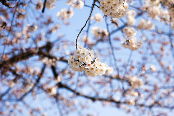 Cherry blossoms and bud in Seoul, South Korea