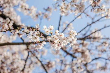 Cherry blossoms and bud