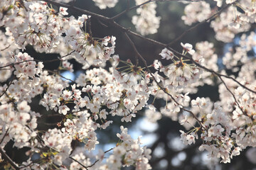 Cherry blossoms and bud