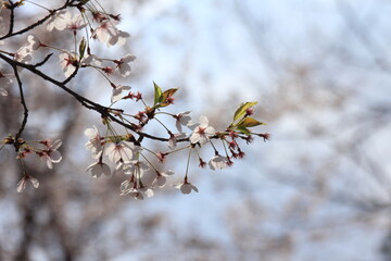 Low Cherry blossom shot against sky, in Yeouido, Seoul