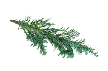 Branch of a Christmas tree on a white background