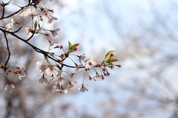 Low Cherry blossom shot against sky, in Yeouido, Seoul