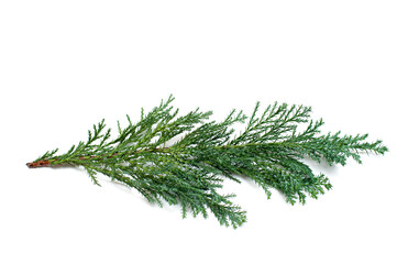 Branch of a Christmas tree on a white background