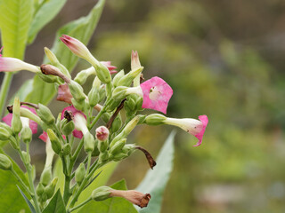 (Nicotiana tabacum) Fleurs en panicules lâches de tabac cultivé à corolles rose et blanche et tube vert-jaunâtre