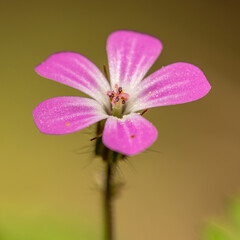 herb-Robert, red robin, death come quickly, storksbill, fox geranium, stinking Bob, squinter-pip or...