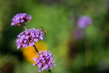 Wasp is pretending to be a bee and relaxes on a nice purple flower