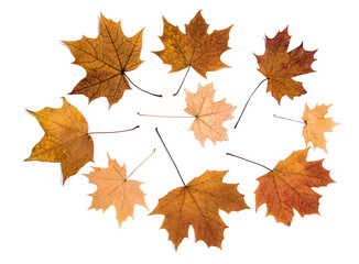 Set autumn maple leaves isolated on white background, topview, flatlay. Collection of falling leaves for designer.