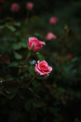 Beautiful roses in garden, roses for Valentine Day.