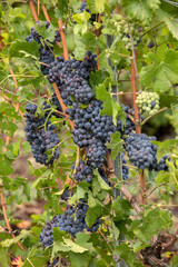 Fototapeta premium Champagne vineyards in the Cote des Bar area of the Aube department. France