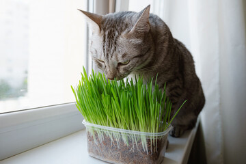 Close-up of a beautiful grey cat eating fresh green grass.