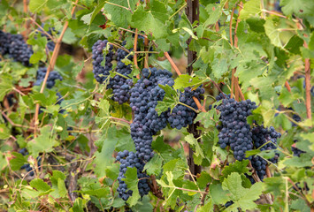 Champagne vineyards in the Cote des Bar area of the Aube department. France