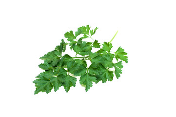 Parsley isolated on white background