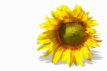 Ukraine, Sunflower, Agricultural Field, Flower, Sky