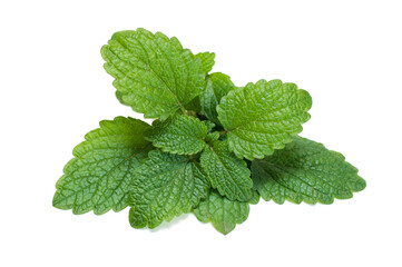 Sage leaves isolated on white background