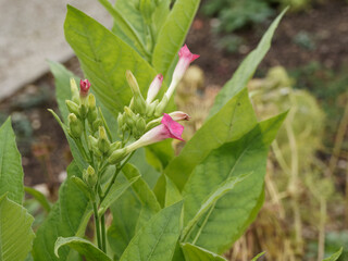 Nicotiana tabacum | Tabac cultivé ou herbe à nicot aux fleurs en panicules vert-jaunatre, blanc...