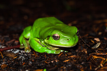 green tree frog 