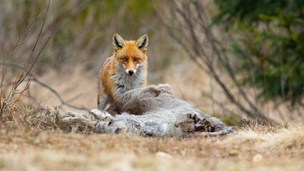 Interested red fox, vulpes vulpes, with a prey looking to the camera on a meadow in winter. Animal wildlife scenery with carnivore predator and dead herbivore.