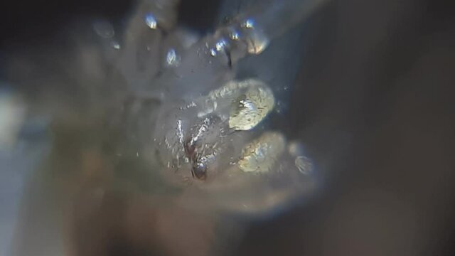 Extreme Close Up Shot Of Tiny Transparent Spider