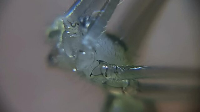 Tiny Transparent Spider From Very Close
