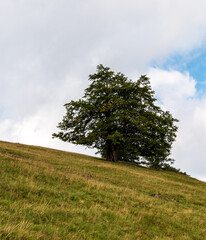 Obraz premium Mountain meadow with isolated tree in Valcan mountains in Romania