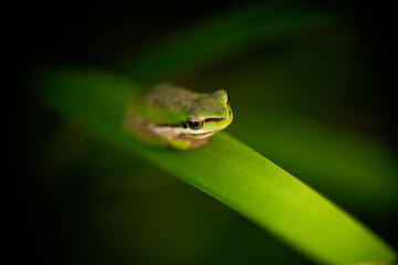 queensland sedge frog