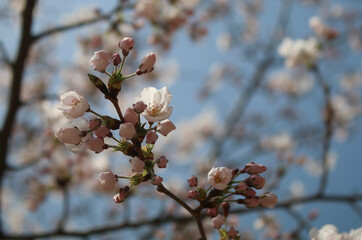 봄에 핀 분홍색 벚꽃