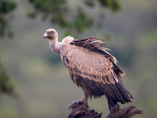 Griffon vulture (Gyps fulvus)