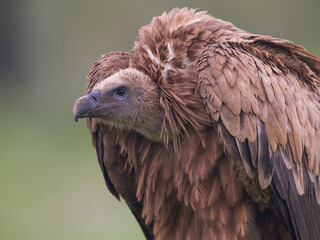 Griffon vulture (Gyps fulvus)