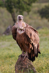 Griffon vulture (Gyps fulvus)