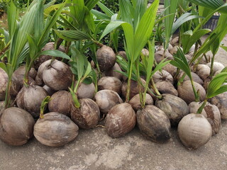 Close-up many coconut seeds on ground with green nature blurred background.