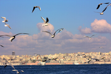 Fototapeta na wymiar Lots of seagulls are flying together towards to coastline.