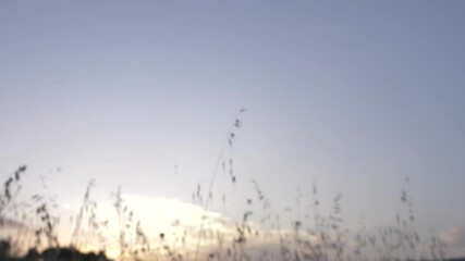 Woman fingers holding dandelion seedhead and blowing it into the wind, pan left