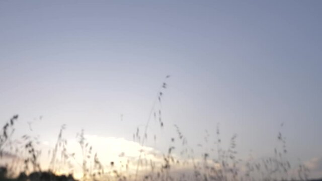 Woman fingers holding dandelion seedhead and blowing it into the wind, pan left